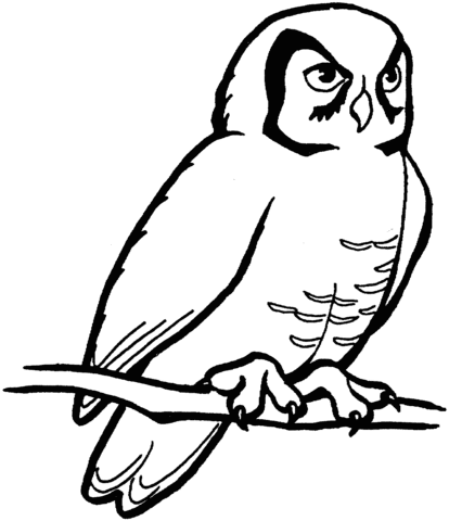 Perched Barn Owl Coloring Page